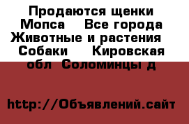 Продаются щенки Мопса. - Все города Животные и растения » Собаки   . Кировская обл.,Соломинцы д.